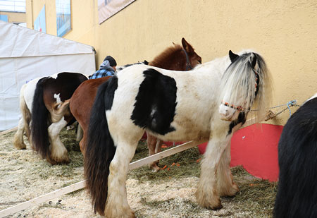 R&ouml;sser auf dem Pferdemarkt